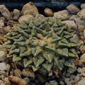 Ariocarpus kotschoubeyanus