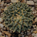 Ariocarpus kotschoubeyanus