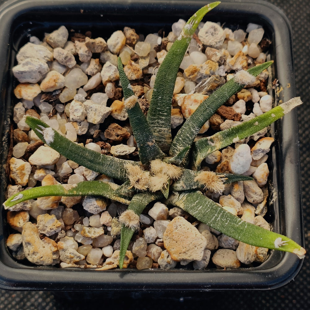 Ariocarpus agavoides