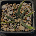 Ariocarpus agavoides