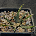 Ariocarpus agavoides