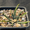 Ariocarpus agavoides