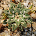 Ariocarpus kotschoubeyanus var. Sladkovskyi