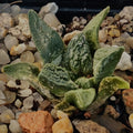 Ariocarpus fissuratus