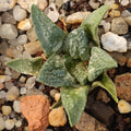 Ariocarpus fissuratus