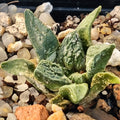 Ariocarpus fissuratus