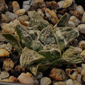 Ariocarpus fissuratus