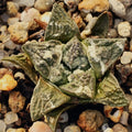 Ariocarpus fissuratus