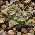 Ariocarpus fissuratus