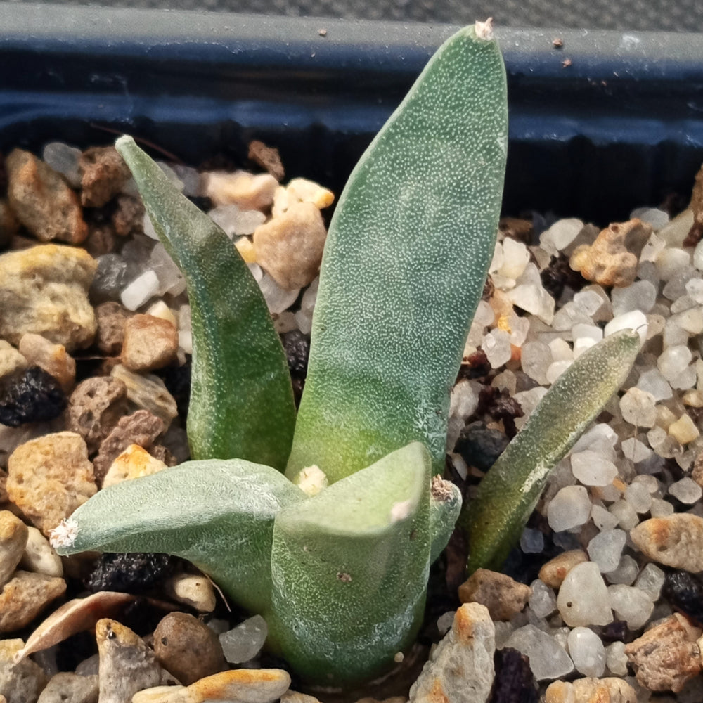 Ariocarpus retusus