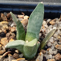 Ariocarpus retusus