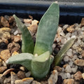 Ariocarpus retusus