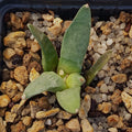 Ariocarpus retusus