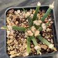 Ariocarpus agavoides