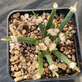 Ariocarpus agavoides