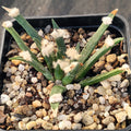 Ariocarpus agavoides