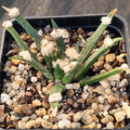 Ariocarpus agavoides