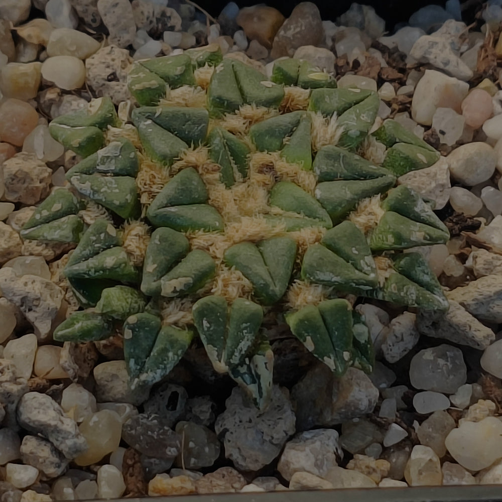 Ariocarpus kotschoubeyanus