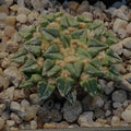Ariocarpus kotschoubeyanus