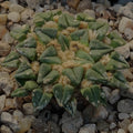 Ariocarpus kotschoubeyanus