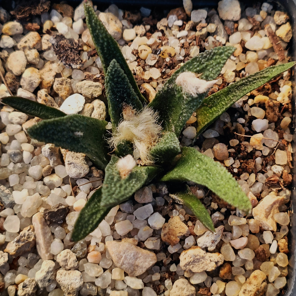 Ariocarpus bravoanus