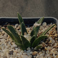 Ariocarpus bravoanus
