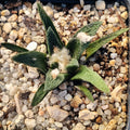 Ariocarpus bravoanus