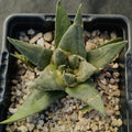 Ariocarpus trigonus