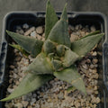 Ariocarpus trigonus