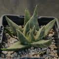 Ariocarpus trigonus