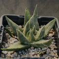 Ariocarpus trigonus