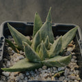 Ariocarpus trigonus