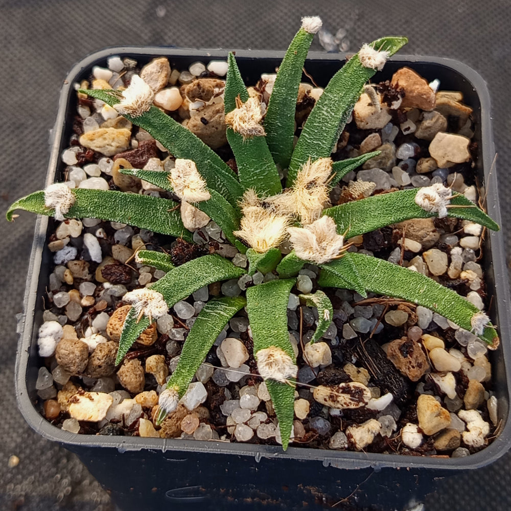 Ariocarpus agavoides