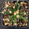Ariocarpus agavoides
