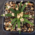Ariocarpus agavoides