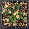 Ariocarpus agavoides