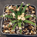Ariocarpus agavoides