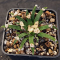 Ariocarpus agavoides