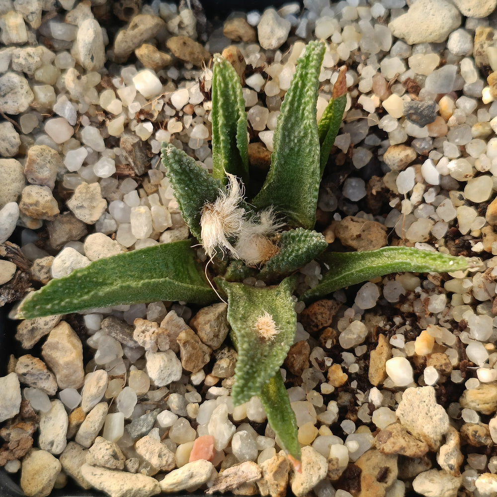 Ariocarpus bravoanus