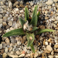 Ariocarpus bravoanus
