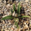 Ariocarpus bravoanus