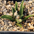 Ariocarpus bravoanus