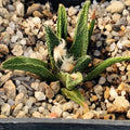 Ariocarpus bravoanus