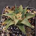 Ariocarpus trigonus elongatus v horacekii