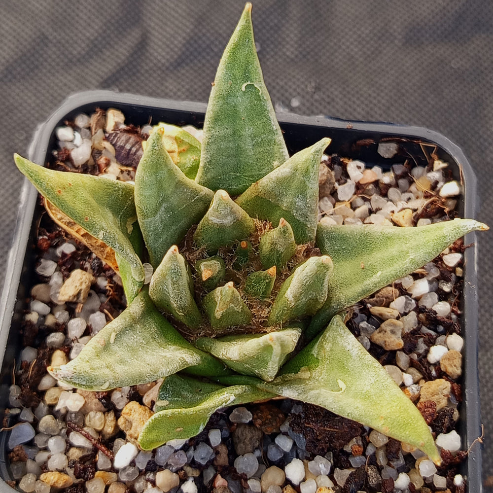 Ariocarpus trigonus