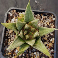 Ariocarpus trigonus