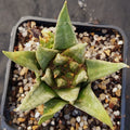 Ariocarpus trigonus