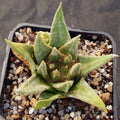 Ariocarpus trigonus