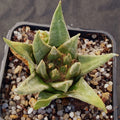 Ariocarpus trigonus