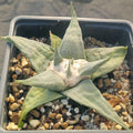 Ariocarpus retusus v confusus